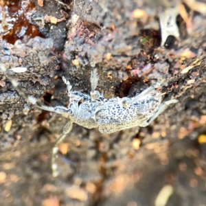 Ancita sp. (genus) at Mount Ainslie - 9 Dec 2023