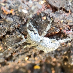 Ancita sp. (genus) at Mount Ainslie - 9 Dec 2023