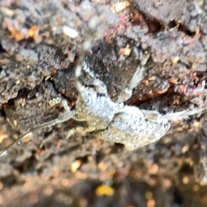 Ancita sp. (genus) at Mount Ainslie - 9 Dec 2023