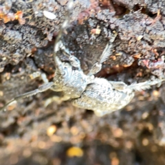 Ancita sp. (genus) at Mount Ainslie - 9 Dec 2023 01:09 PM