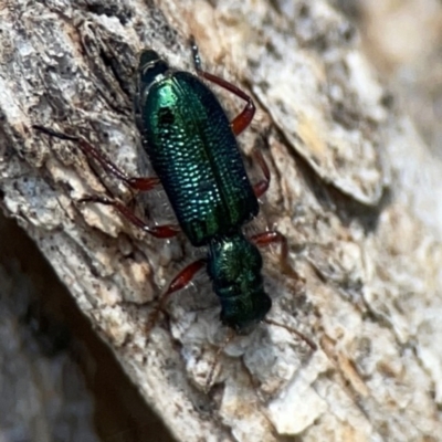 Phlogistus corallipes (Checkered beetle) at Ainslie, ACT - 9 Dec 2023 by Hejor1