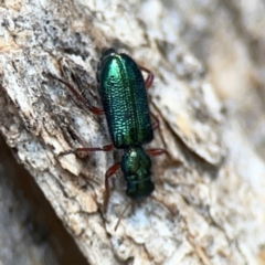 Phlogistus corallipes at Mount Ainslie - 9 Dec 2023 01:17 PM