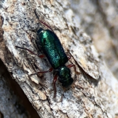 Phlogistus corallipes at Mount Ainslie - 9 Dec 2023 01:17 PM