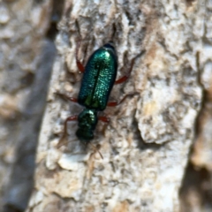 Phlogistus corallipes at Mount Ainslie - 9 Dec 2023 01:17 PM