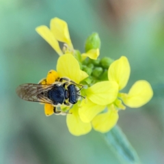 Lasioglossum (Chilalictus) sp. (genus & subgenus) (Halictid bee) at Ainslie, ACT - 9 Dec 2023 by Hejor1