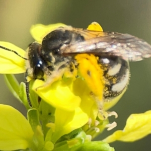 Lasioglossum (Chilalictus) sp. (genus & subgenus) at Mount Ainslie - 9 Dec 2023