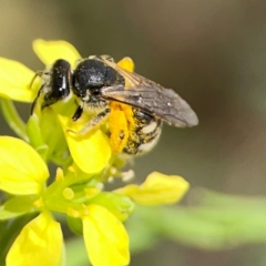 Lasioglossum (Chilalictus) sp. (genus & subgenus) at Mount Ainslie - 9 Dec 2023