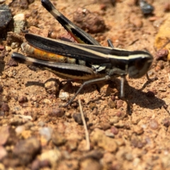 Macrotona australis (Common Macrotona Grasshopper) at Ainslie, ACT - 9 Dec 2023 by Hejor1