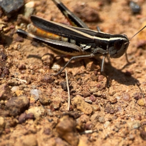 Macrotona australis at Ainslie, ACT - 9 Dec 2023