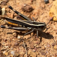 Macrotona australis at Ainslie, ACT - 9 Dec 2023