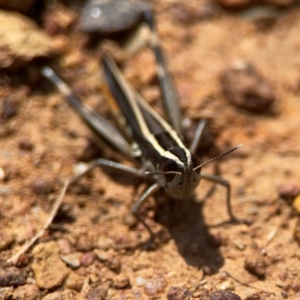 Macrotona australis at Ainslie, ACT - 9 Dec 2023