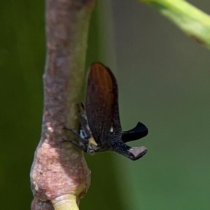 Ceraon sp. (genus) at Ainslie, ACT - 9 Dec 2023