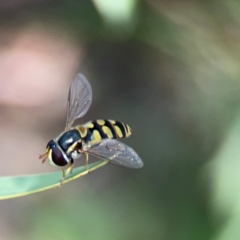 Simosyrphus grandicornis at Ainslie, ACT - 9 Dec 2023 01:29 PM