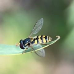 Simosyrphus grandicornis at Ainslie, ACT - 9 Dec 2023 01:29 PM