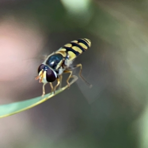 Simosyrphus grandicornis at Ainslie, ACT - 9 Dec 2023 01:29 PM