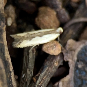 Ardozyga mesochra and similar species at Ainslie, ACT - 9 Dec 2023