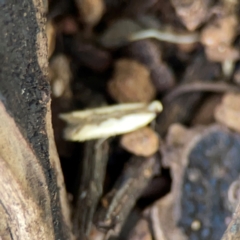 Ardozyga mesochra and similar species at Ainslie, ACT - 9 Dec 2023 01:32 PM