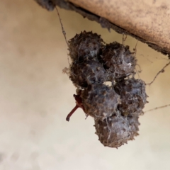 Celaenia calotoides (Bird-dropping spider) at Ainslie, ACT - 9 Dec 2023 by Hejor1