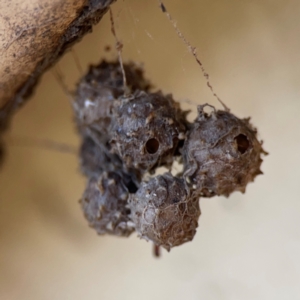 Celaenia calotoides at Ainslie, ACT - 9 Dec 2023