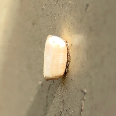Ellipsidion sp. (genus) (A diurnal cockroach) at Ainslie, ACT - 9 Dec 2023 by Hejor1
