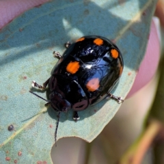 Paropsisterna octosignata (Eucalyptus leaf beetle) at Ainslie, ACT - 9 Dec 2023 by Hejor1