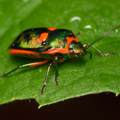 Scutiphora pedicellata (Metallic Jewel Bug) at Downer, ACT - 9 Dec 2023 by RobertD