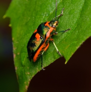 Scutiphora pedicellata at Downer, ACT - 9 Dec 2023