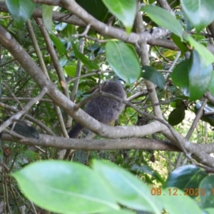 Pseudocheirus peregrinus at Wollondilly Local Government Area - suppressed