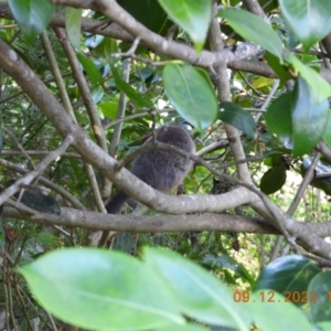 Pseudocheirus peregrinus at Wollondilly Local Government Area - 9 Dec 2023