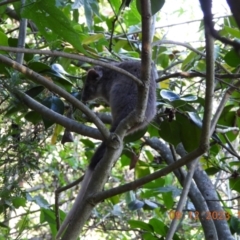 Pseudocheirus peregrinus at Wollondilly Local Government Area - 9 Dec 2023