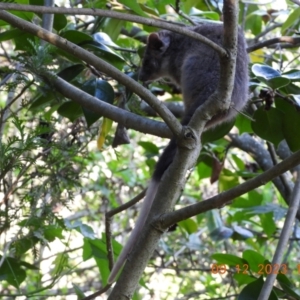 Pseudocheirus peregrinus at Wollondilly Local Government Area - 9 Dec 2023