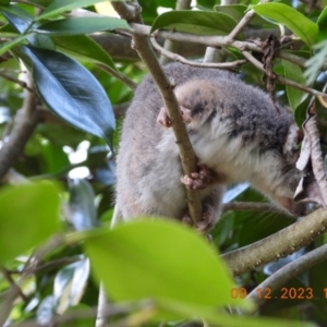 Pseudocheirus peregrinus at Wollondilly Local Government Area - 9 Dec 2023