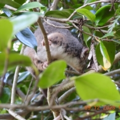 Pseudocheirus peregrinus at Wollondilly Local Government Area - 9 Dec 2023