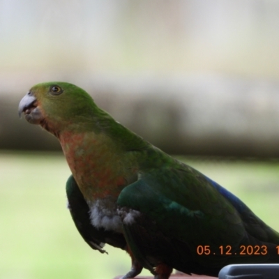 Alisterus scapularis (Australian King-Parrot) at Wollondilly Local Government Area - 5 Dec 2023 by bufferzone