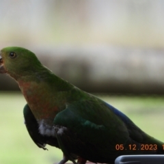 Alisterus scapularis at Oakdale, NSW - suppressed