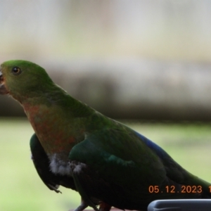 Alisterus scapularis at Oakdale, NSW - suppressed