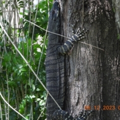 Varanus varius (Lace Monitor) at Oakdale, NSW - 9 Dec 2023 by bufferzone