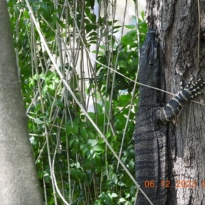 Varanus varius at Wollondilly Local Government Area - suppressed