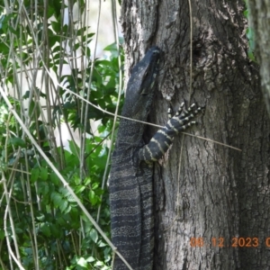 Varanus varius at Wollondilly Local Government Area - suppressed