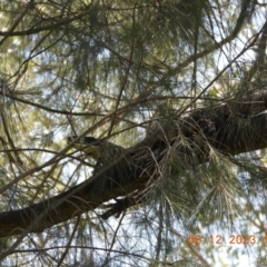 Varanus varius at Wollondilly Local Government Area - suppressed