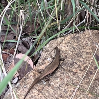 Eulamprus heatwolei (Yellow-bellied Water Skink) at Kingston, ACT - 9 Dec 2023 by YellowButton