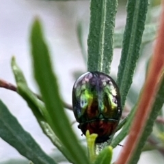 Callidemum hypochalceum (Hop-bush leaf beetle) at Jerrabomberra Wetlands - 9 Dec 2023 by YellowButton