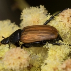 Phyllotocus rufipennis (Nectar scarab) at Macgregor, ACT - 1 Dec 2023 by AlisonMilton