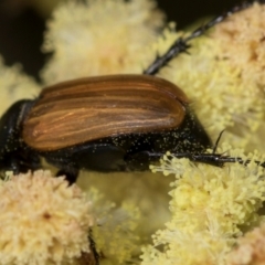 Phyllotocus rufipennis at Umbagong District Park - 1 Dec 2023