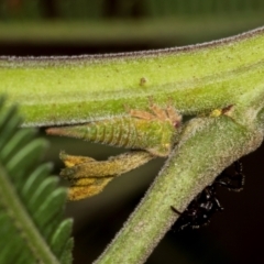 Sextius virescens (Acacia horned treehopper) at Macgregor, ACT - 1 Dec 2023 by AlisonMilton