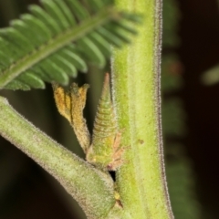 Sextius virescens at Umbagong District Park - 1 Dec 2023 09:27 AM