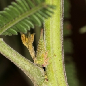 Sextius virescens at Umbagong District Park - 1 Dec 2023