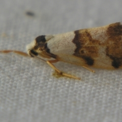 Philenora aspectalella (Little Mask Philenora) at Sheldon, QLD - 8 Dec 2007 by PJH123