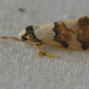 Philenora aspectalella at Sheldon, QLD - suppressed