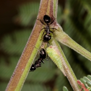 Notoncus sp. (genus) at Umbagong District Park - 1 Dec 2023